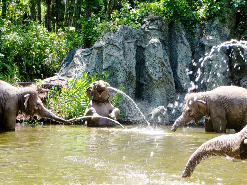 My Disney Top 5 - Things to Love about the Magic Kingdom's Jungle Cruise