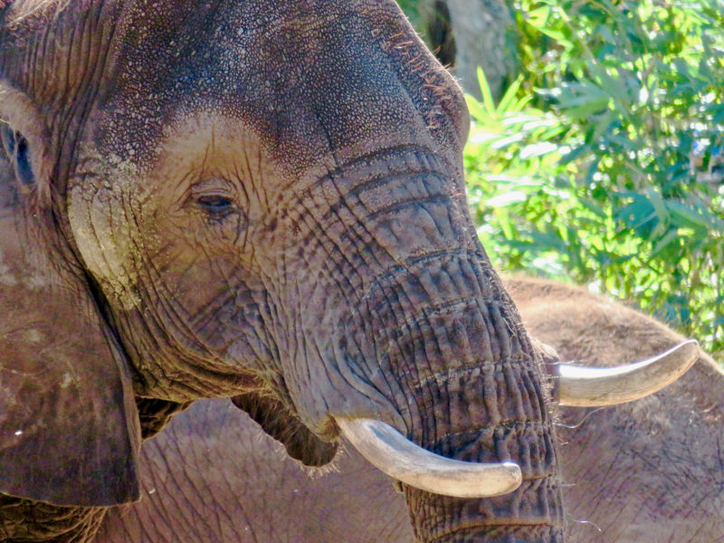 Caring For Giants: Close Encounters with the Elephants at Disney's Animal Kingdom